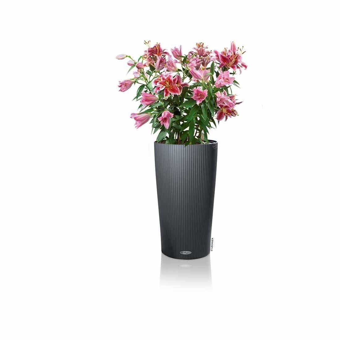 Lechuza Cilindro Pflanztopfset 2-teilig  Ø32x56cm Kunststoff