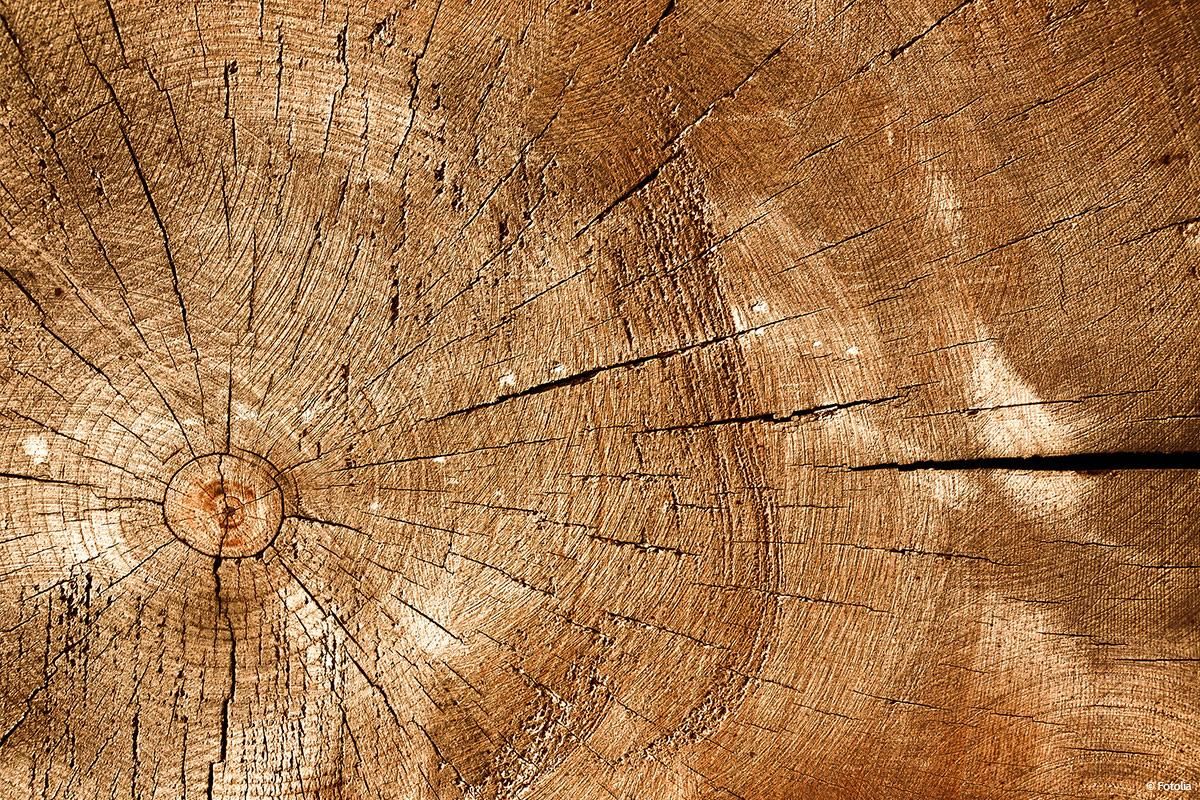 Welches Holz für Gartenmöbel