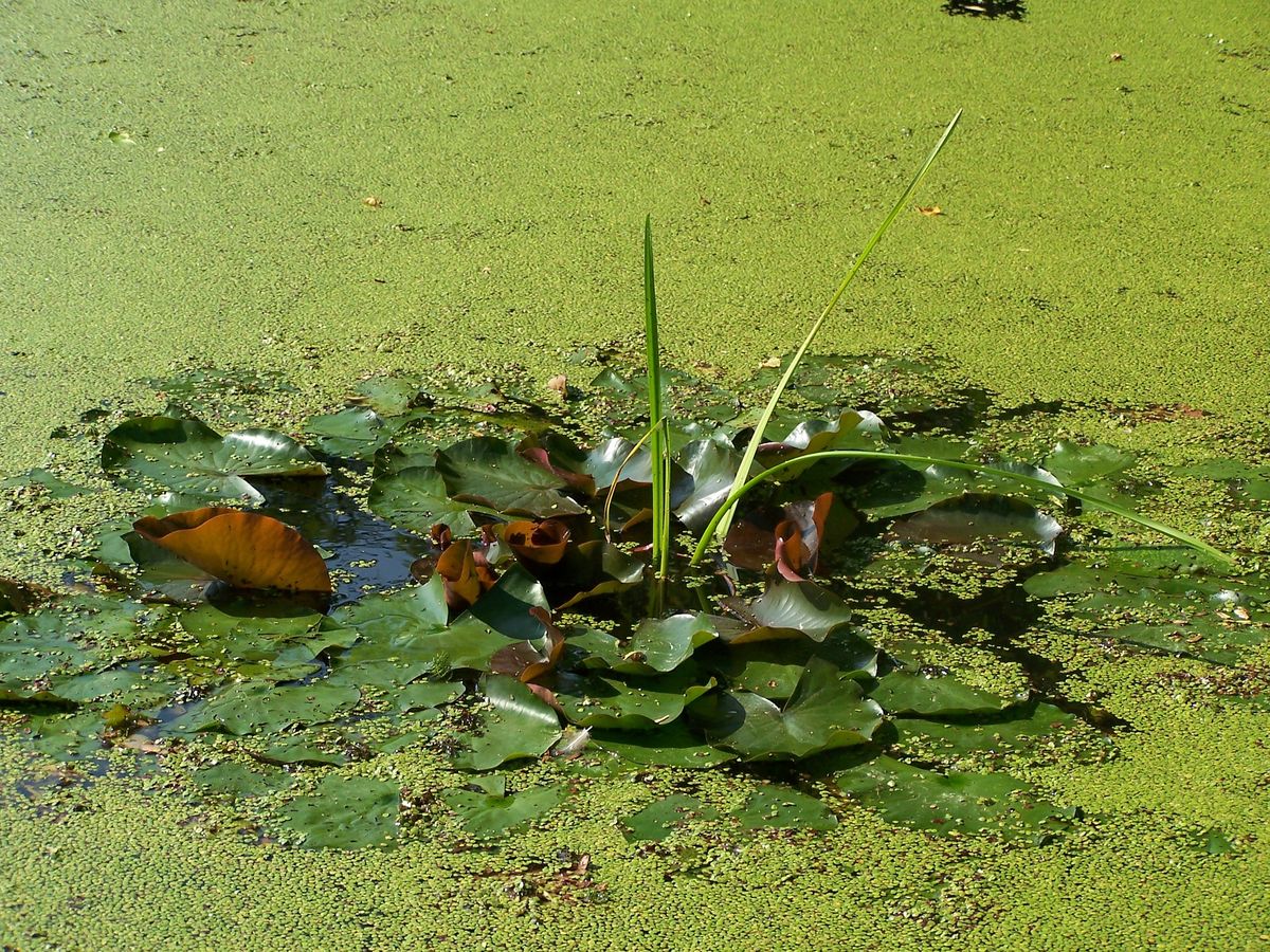 GartenteichPflege GartenundFreizeit.de