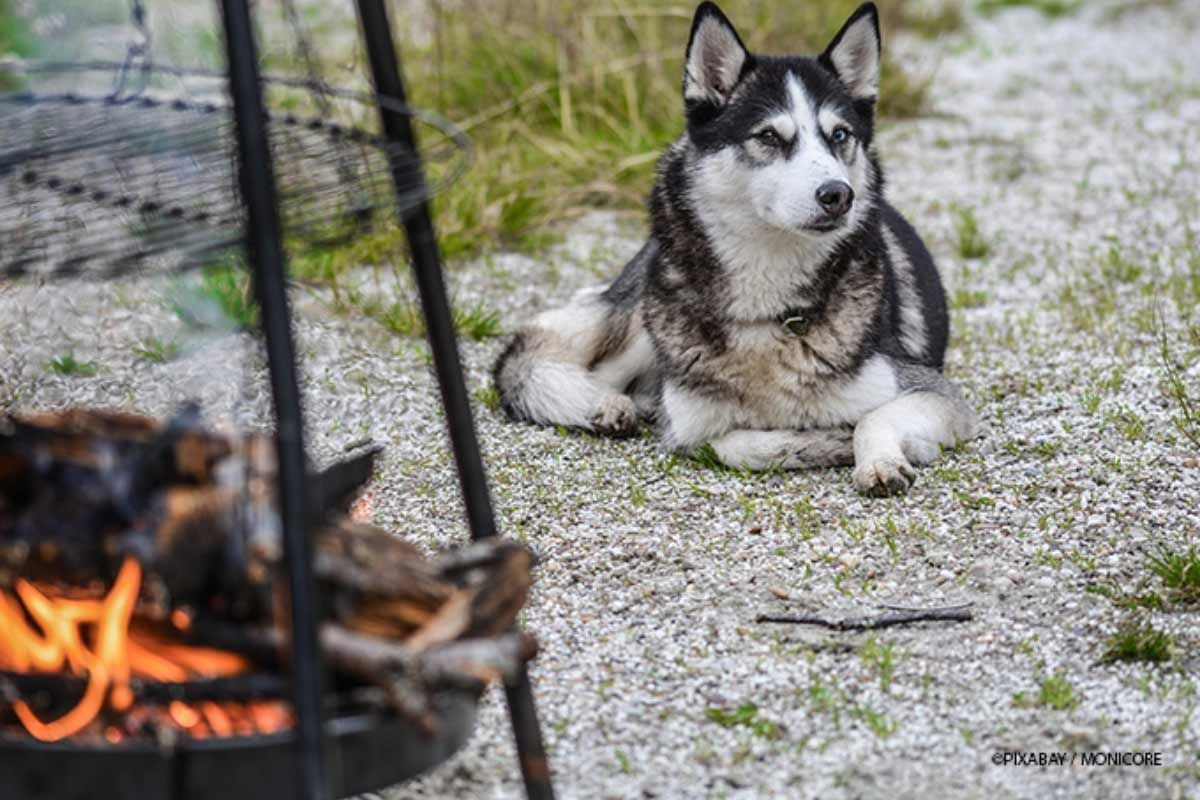 Garten hundesicher machen so geht's! GartenundFreizeit.de