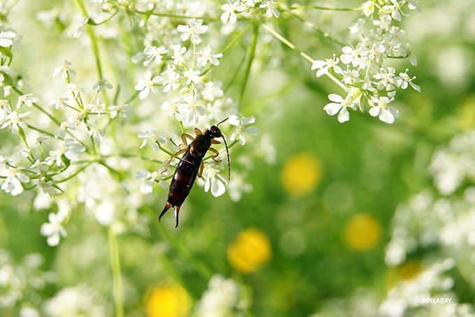 Insektenhotel Ohrwurm Insektenhotel Ohrwurm