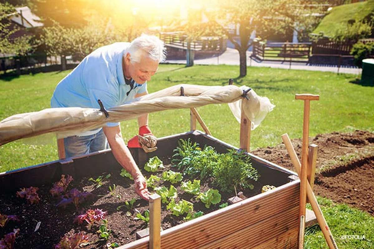 Senior beim Gärtnern im Hochbeet Senior beim Gärtnern im Hochbeet