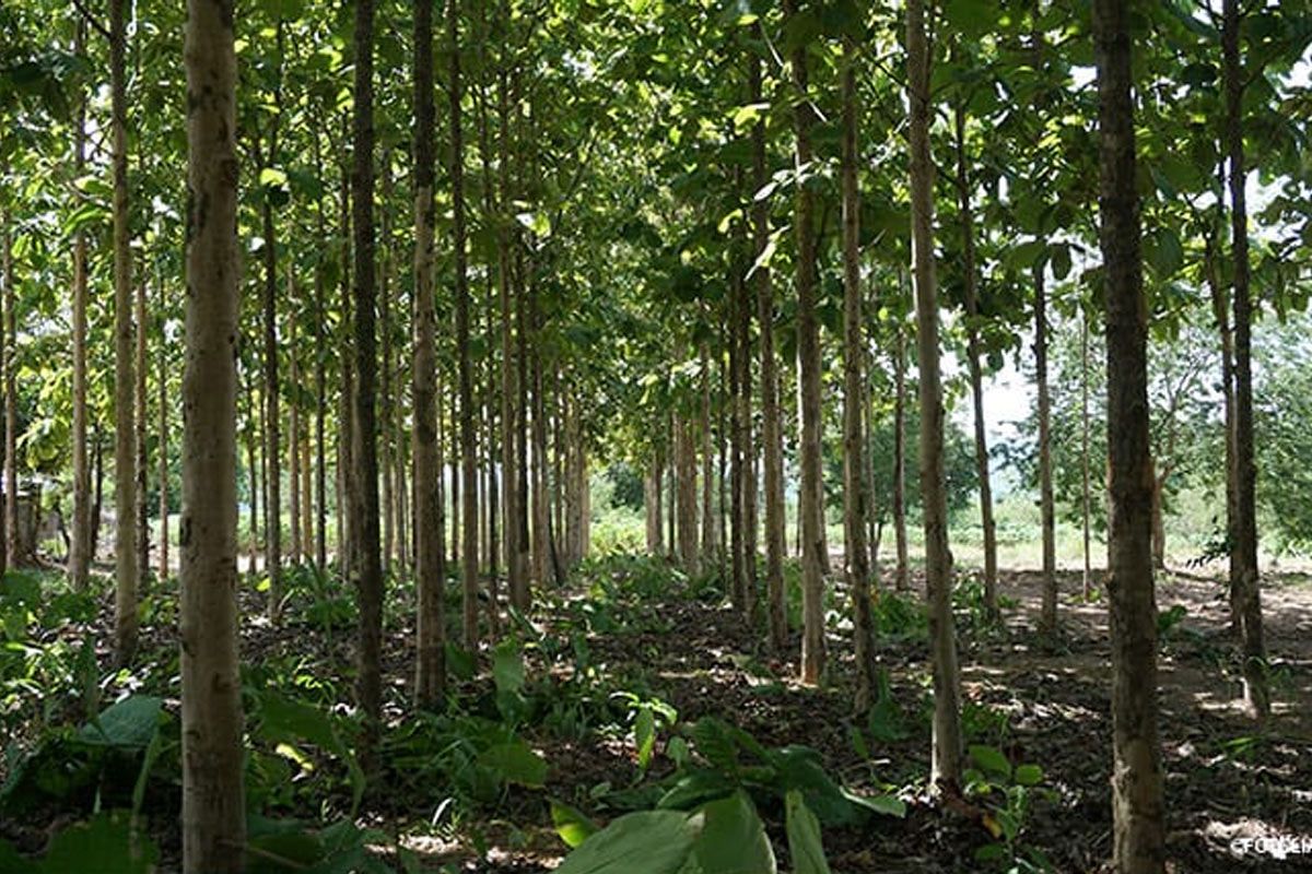 Teak Plantage Teak Plantage