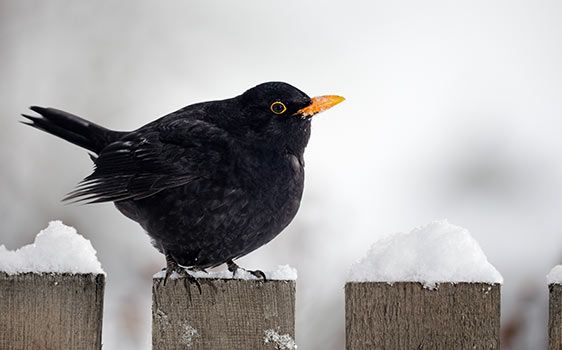 Tiere im Winter Amsel Tiere im Winter Amsel
