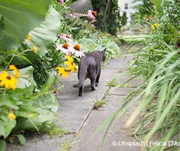 Garten hundesicher machen so geht's! GartenundFreizeit.de
