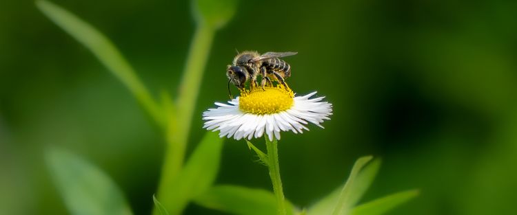 Insekten im Bauerngarten