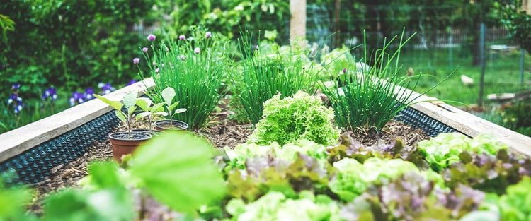 Mischen von Bauerngarten-Pflanzen