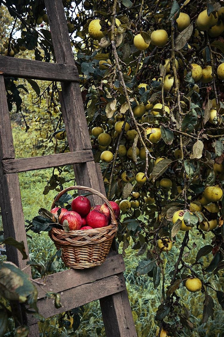 Obstbäume im Bauerngarten
