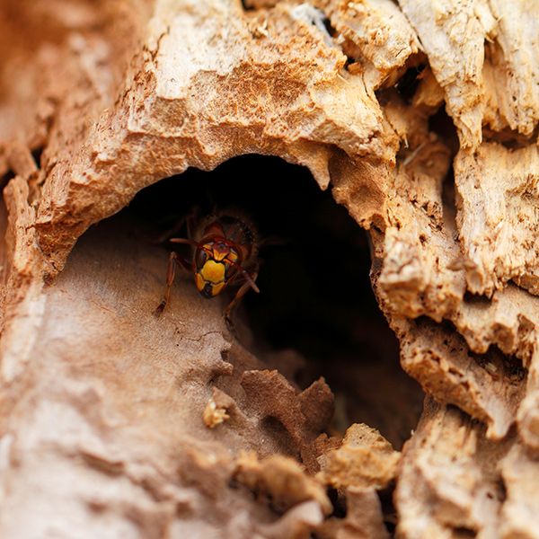 Holzzerstörende Insekten