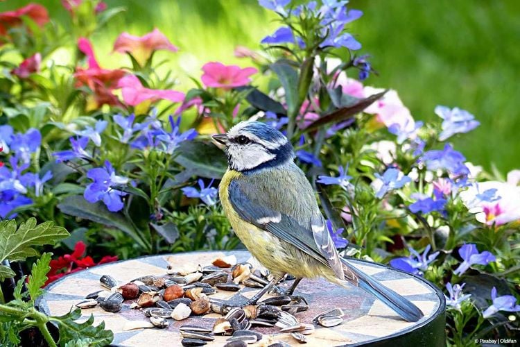 Vögel im Garten