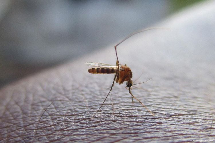 Was hilft gegen Mücken?