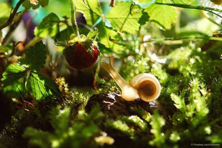 Himbeeren und Schnecke im Naturgarten