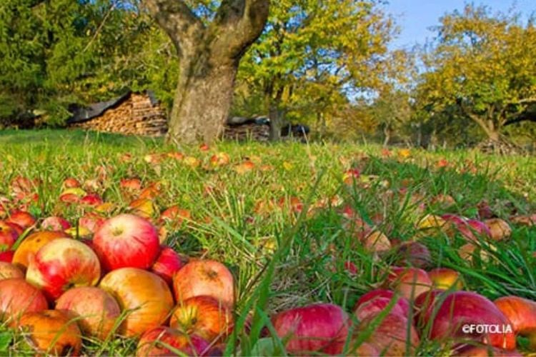 Gartenabfälle entsorgen