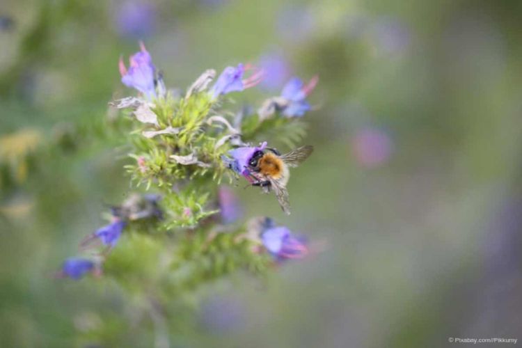 Biene holt Nektar aus Blume