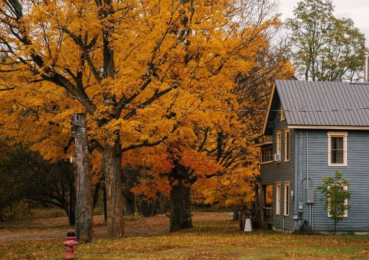 Bäume im Herbst