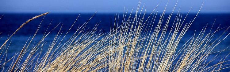 Gräßer am Strand