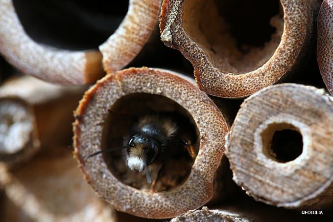 Insektenhotel Füllung Pflanzenstängel