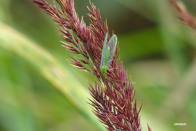 Insektenhotel Florfliege