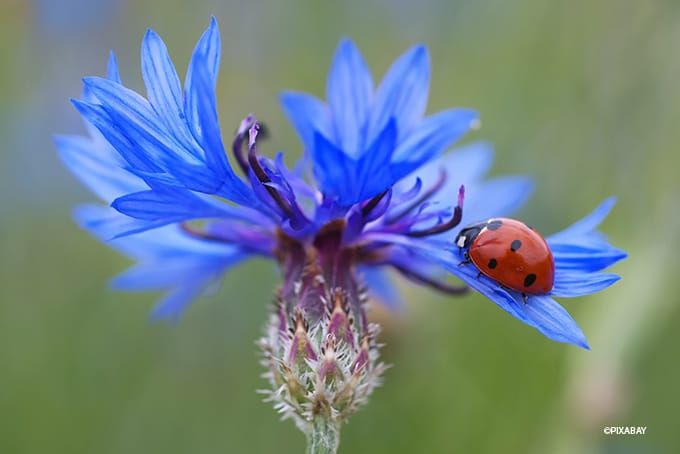 Insektenhotel Marienkäfer