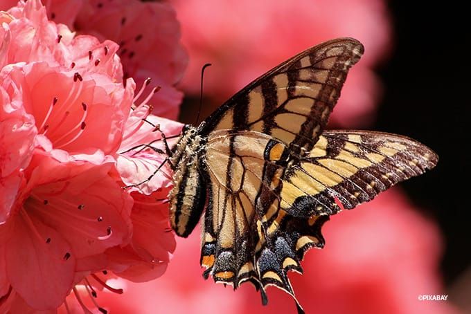 Insektenhotel Schmetterling