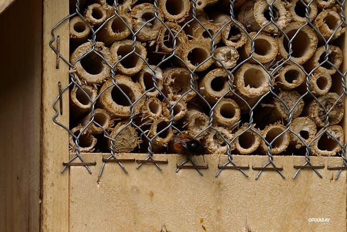 Insektenhotel Standort Schutz vor Feinden