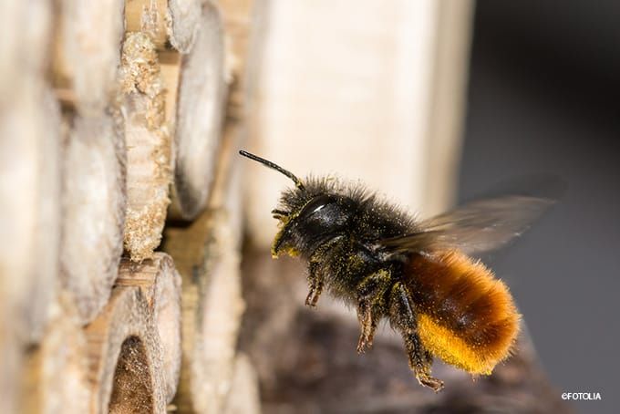 Insektenhotel Wildbiene