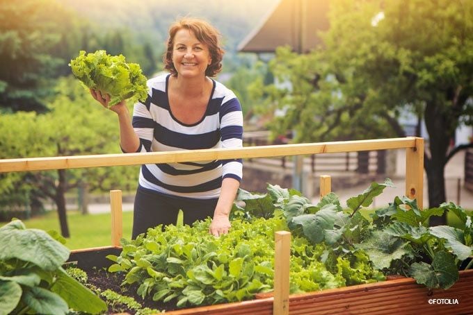 Frau erntet Salat von ihrem Hochbeet