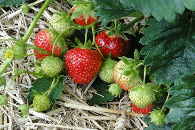 Ertragreiche Ernte: Erdbeeren