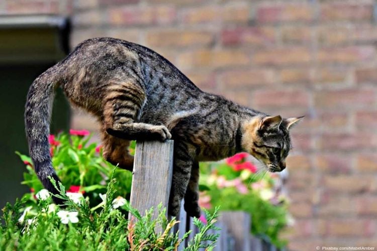 Katzen mit Wasser vertreiben / ganz natürlich