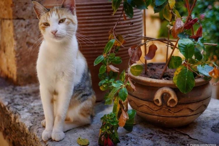 Katze vertreiben: Mit diesen sanften Methoden wird dein Garten katzenfrei 