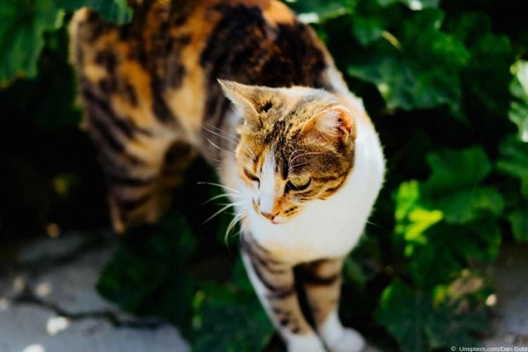 Wie Katzen vertreiben aus dem Garten?