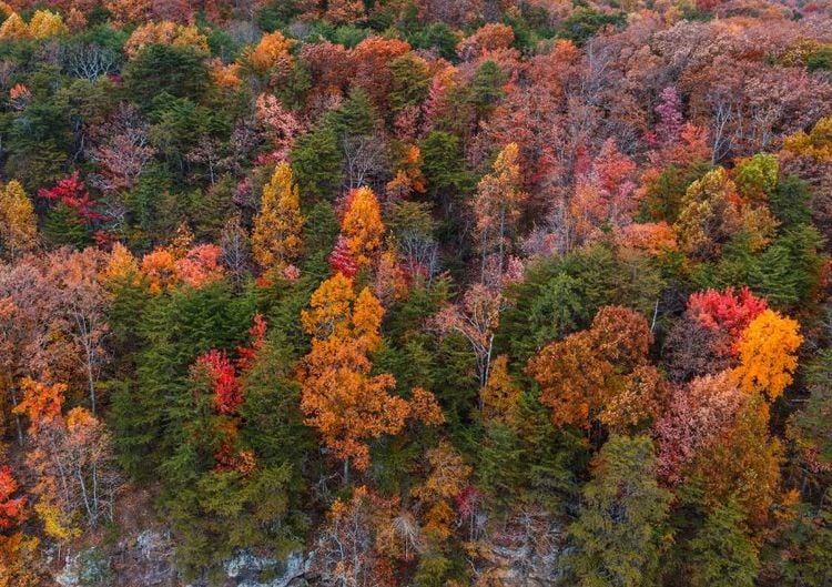 Herbstwald von oben