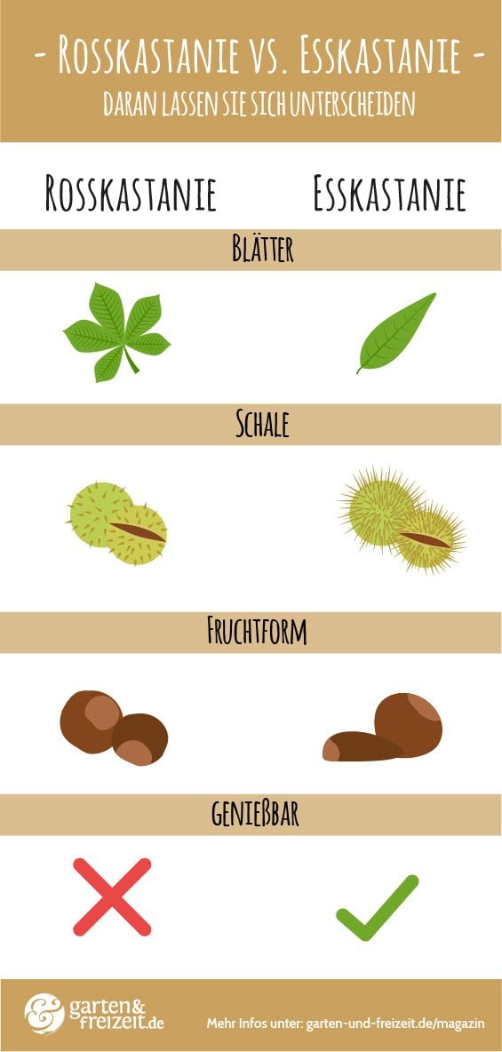 Gegenüberstellung Esskastanie Rosskastanie
