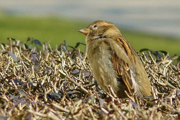 Kleiner Vogel sitzt auf einer Hecke