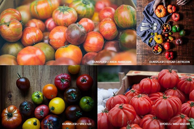 Collage Tomatensorten