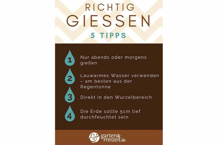 Grafik - Richtig Gießen 5 Tipps