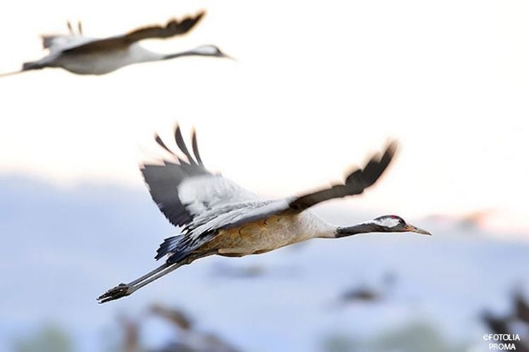 Vögel ziehen in den Süden