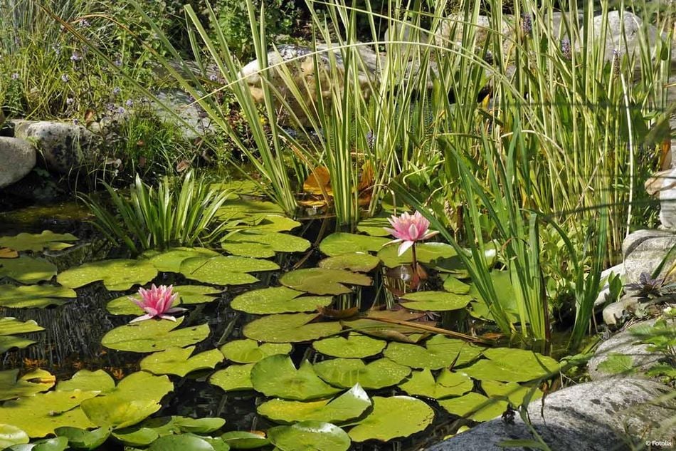 Worauf muss ich beim Gartenteich anlegen achten?