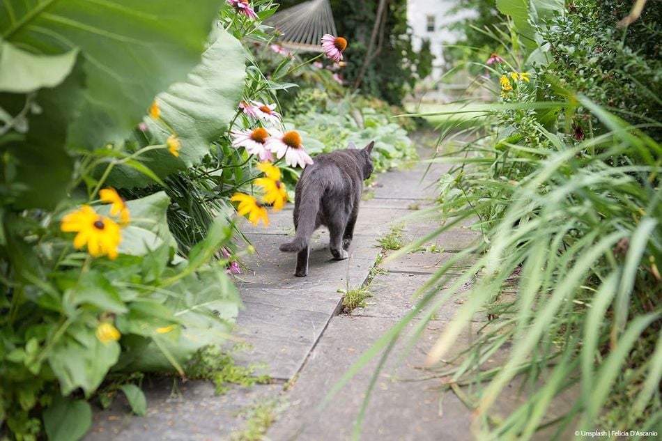 Wie Katzen vertreiben aus dem Garten?