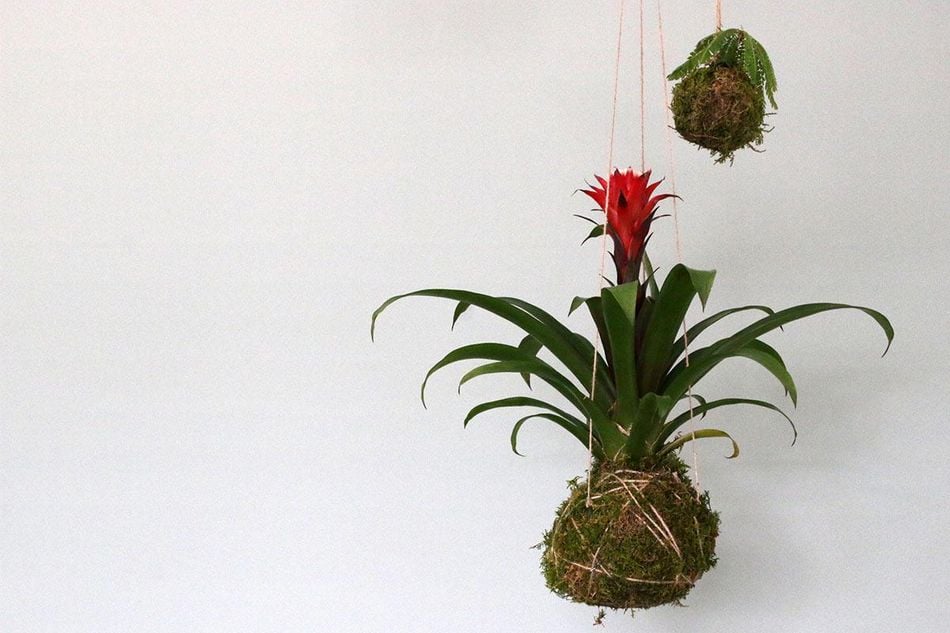 Kokedama