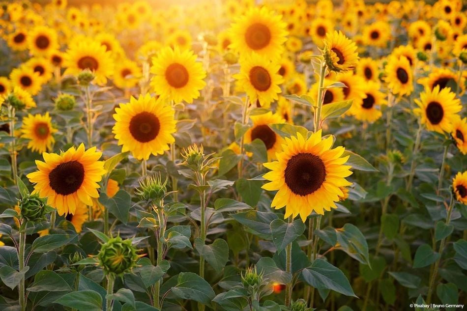 Pflanzen für sonnige Standorte