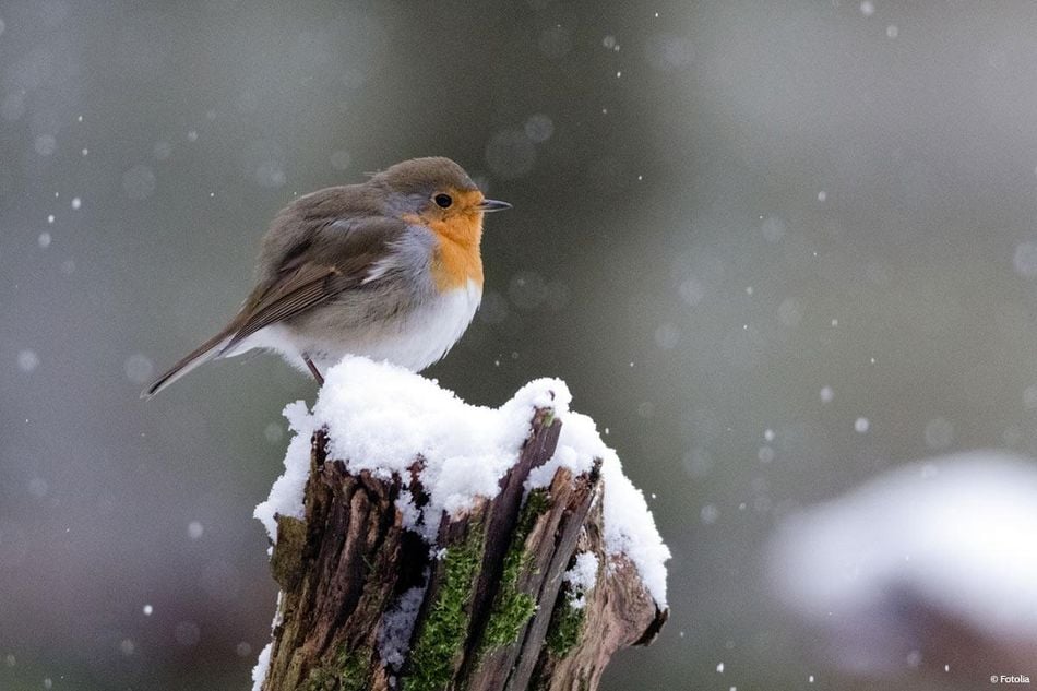 Vögel im Winter