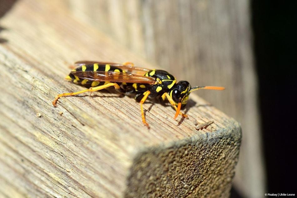 ​Warum kauen Wespen an Holz?