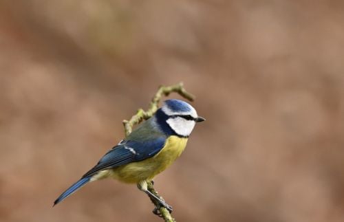 Vögel im Winter: Blaumeise