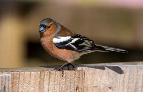 Vögel im Winter: Buchfink