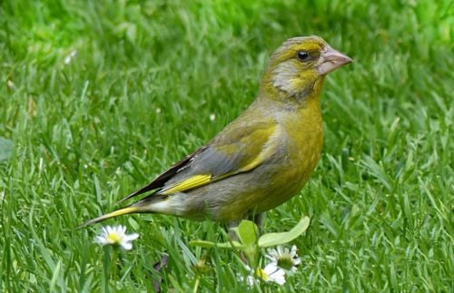 Vögel im Winter: Grünfink