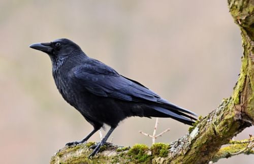 Vögel im Winter: Rabenkrähe