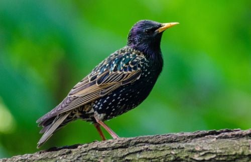 Vögel im Winter: Star