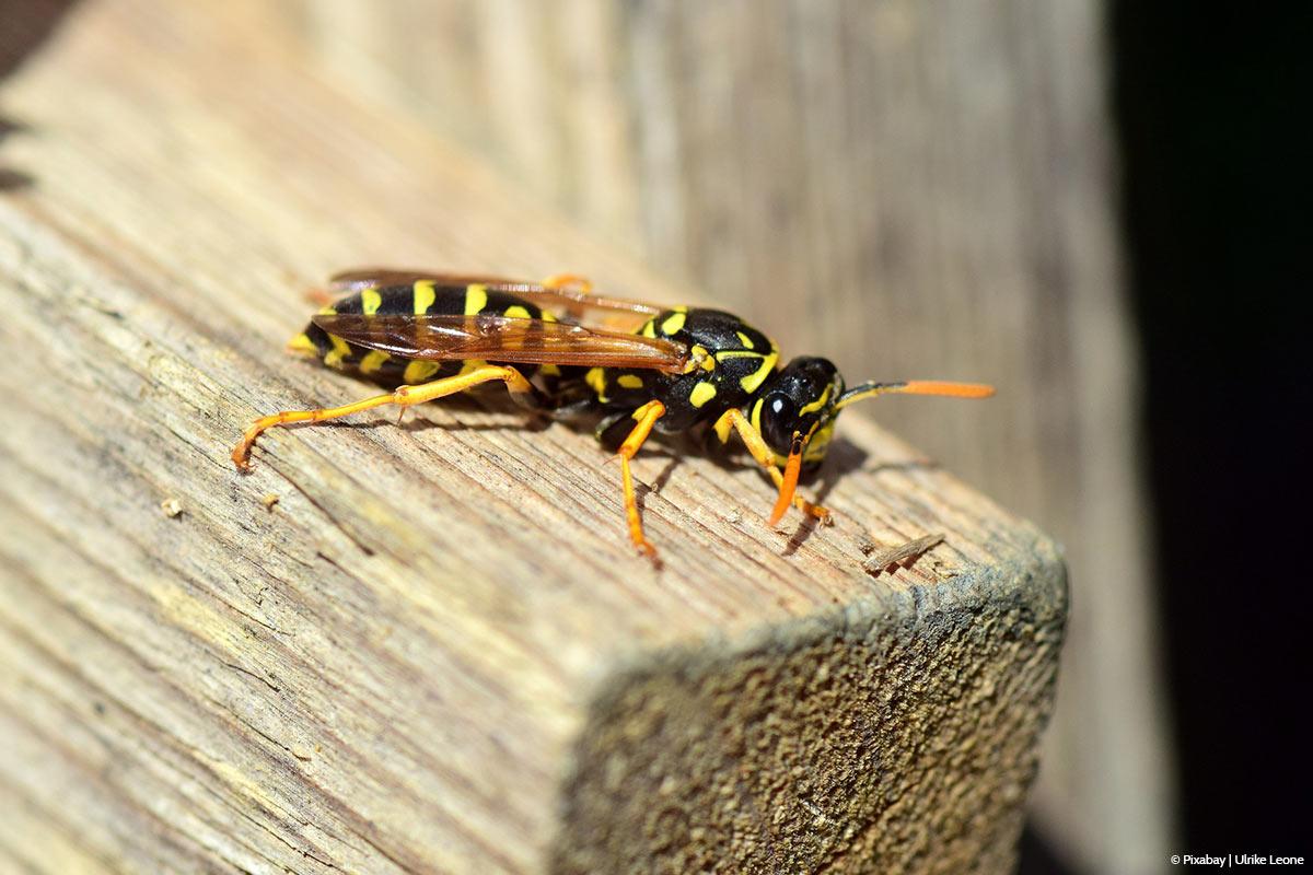 ​Warum kauen Wespen an Holz?