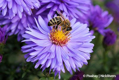 Bienenweide - Naturschutz im Kleinen